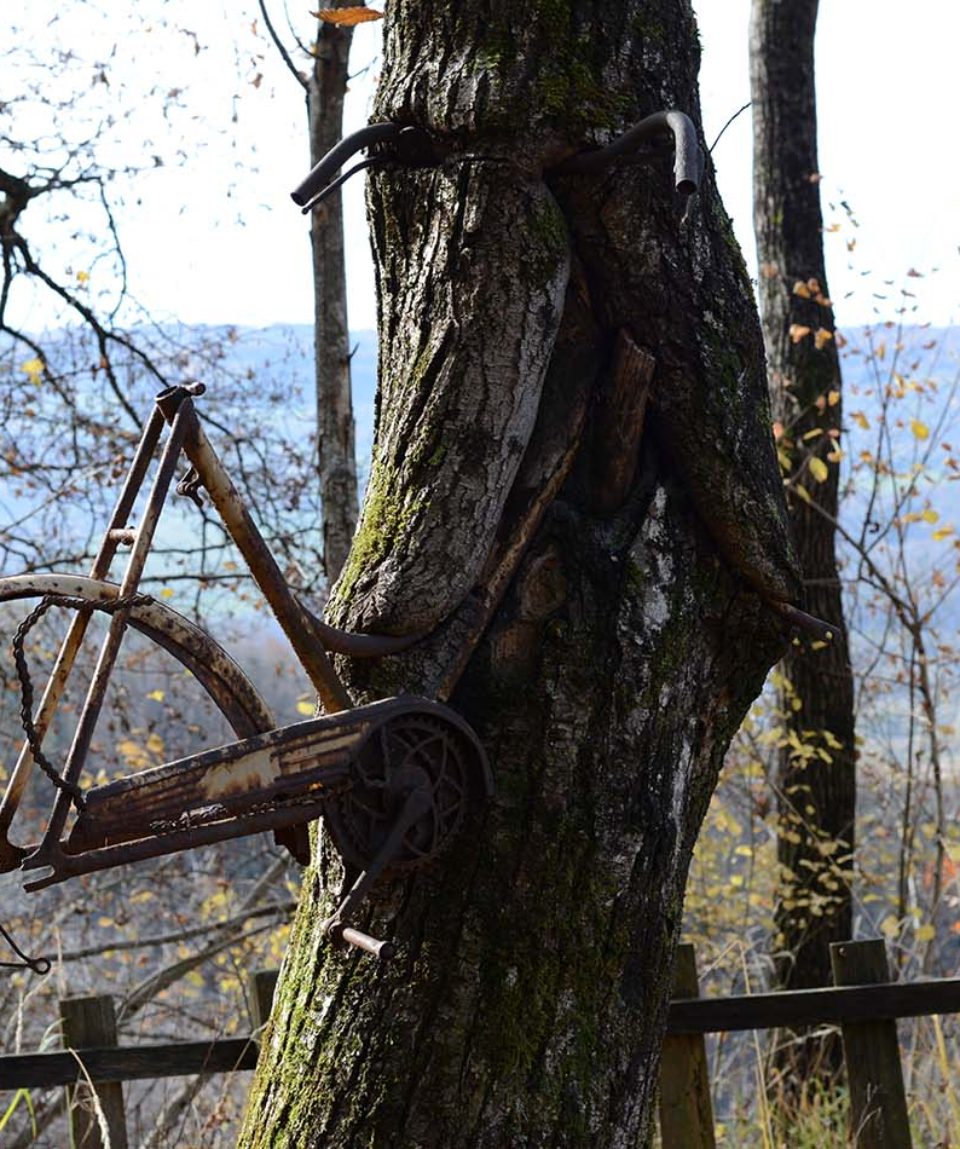 bicicletta albero alpago